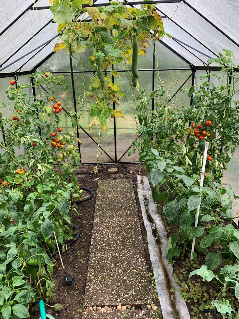 Gewächshaus nach dem Aufräumen - mit jeder Menge reifer Tomaten