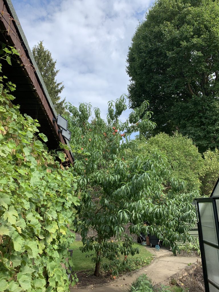 Viel Grün und voller Früchte - ein Archivbild aus dem vergangenen Jahr