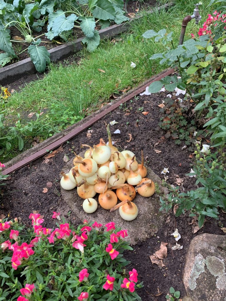 Bei diesem Gemüse ist jeder nah am Wasser gebaut - die Zwiebel