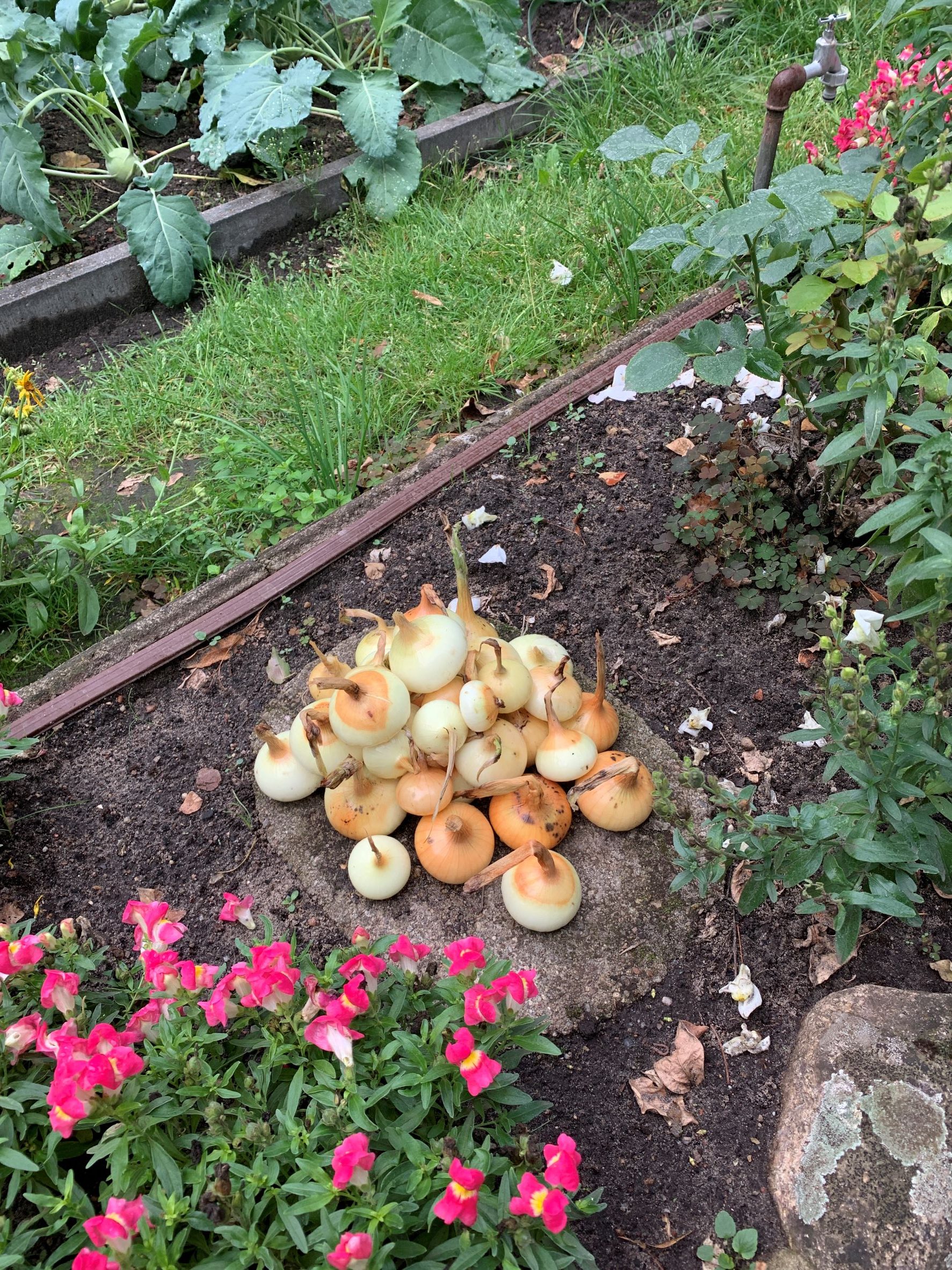 Bei diesem Gemüse ist jeder nah am Wasser gebaut - die Zwiebel