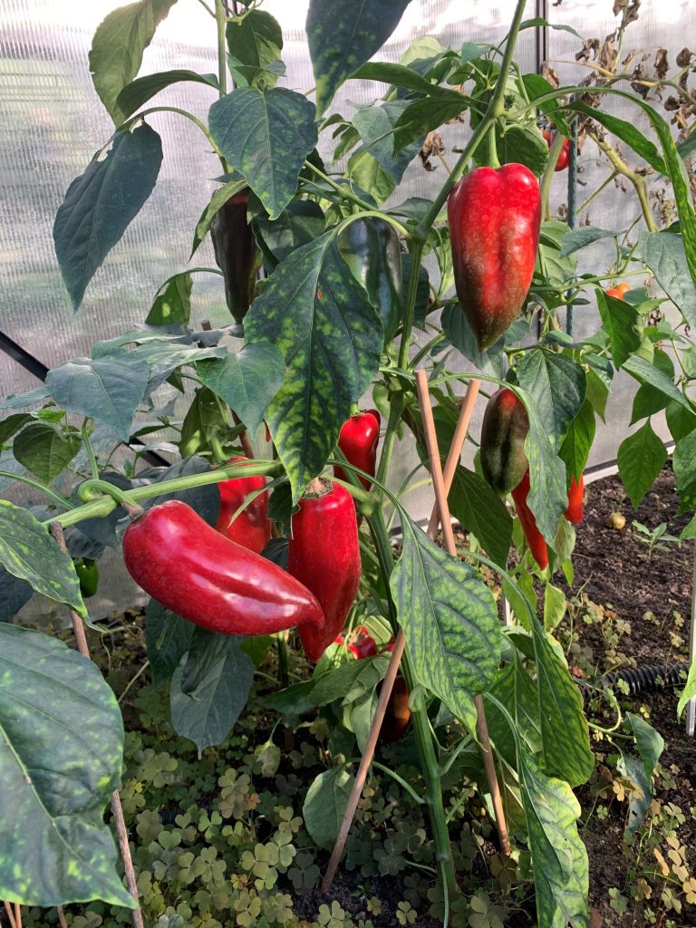 Spitzpaprika vom Nachbarn