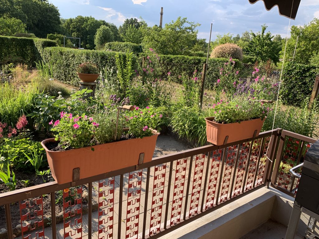 Der auf dem Bild unscheinbare Lavendel - umringt von Edelgeranien (Bild vom 27. Juni 2022)