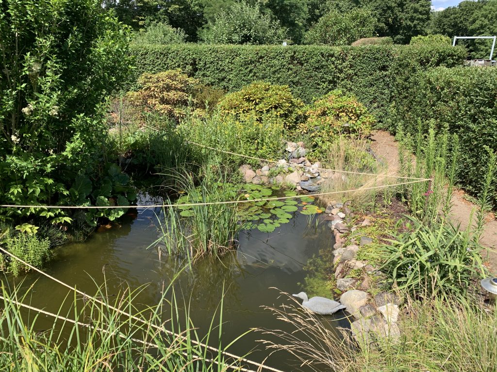 Alles ist abgesoffen. Nur die Seerose durch ihren Eigenauftrieb (Fäulnisgase im Wurzelballen der Pflanze) nicht.