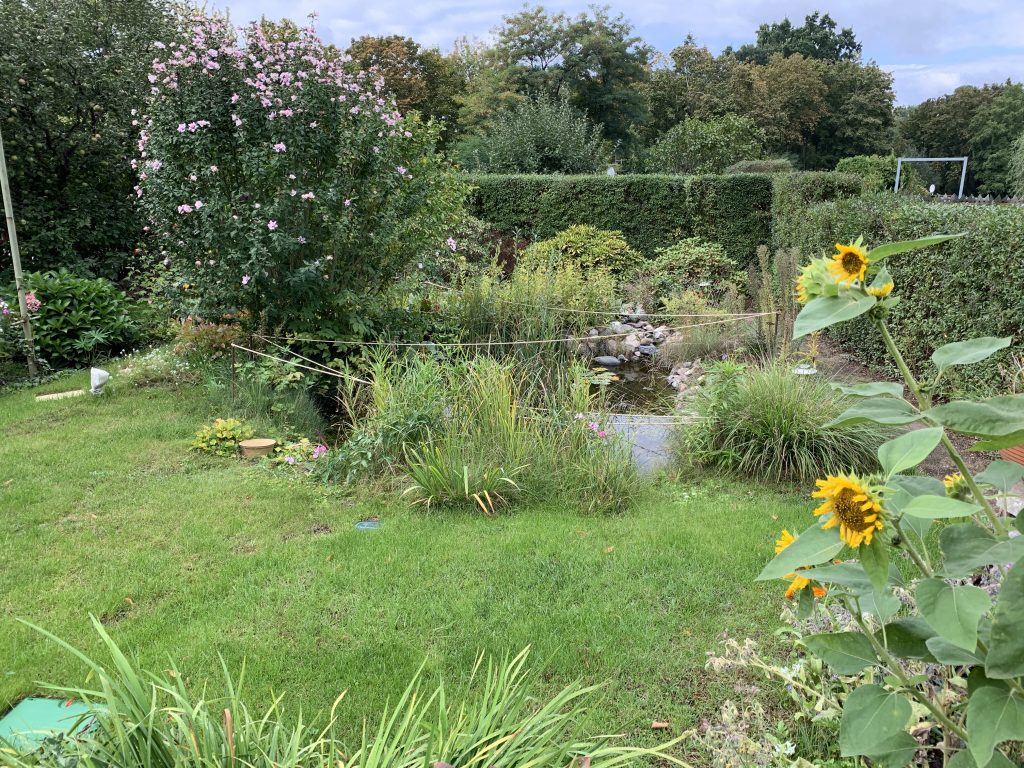 Bis auf wenige Narben ist der Rasen schön grün (Foto vom 11. September)