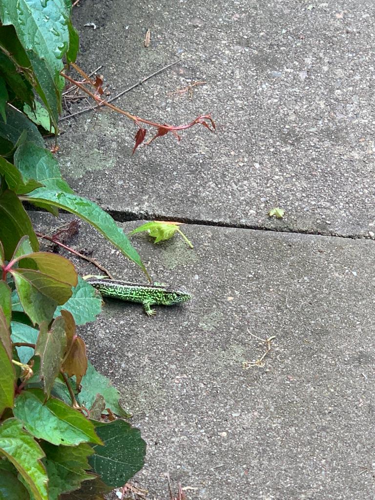 Es wird geguckt, ob der Weg frei ist