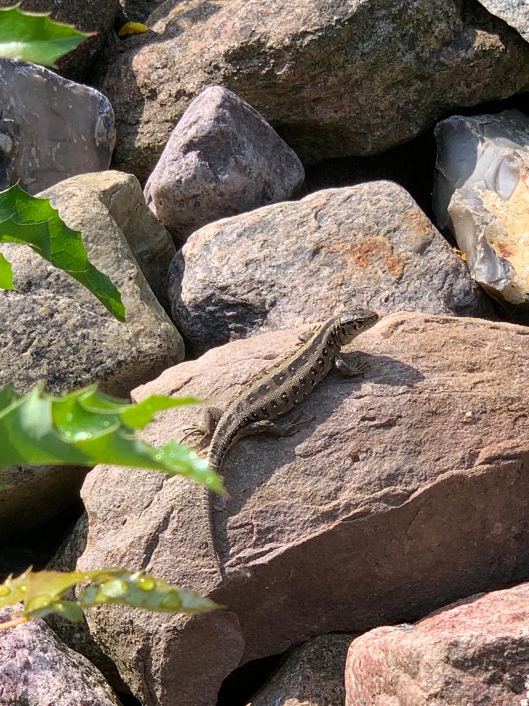 Eidechse inmitten des Steinhügels am Teich