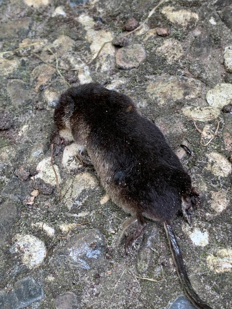 Da lag sie, auf den Gehwegplatten zwischen den Kompostern