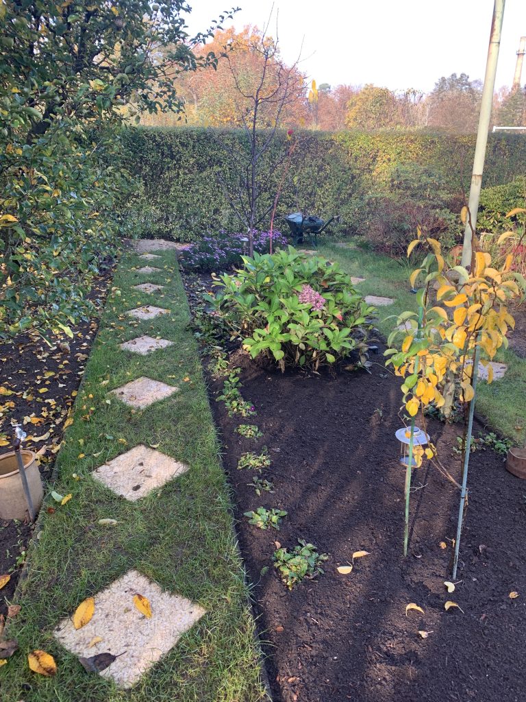 Die Bauernhortensie bildete im Frühblüherbeet bisher immer die Grenze zum "Unkrautgarten"