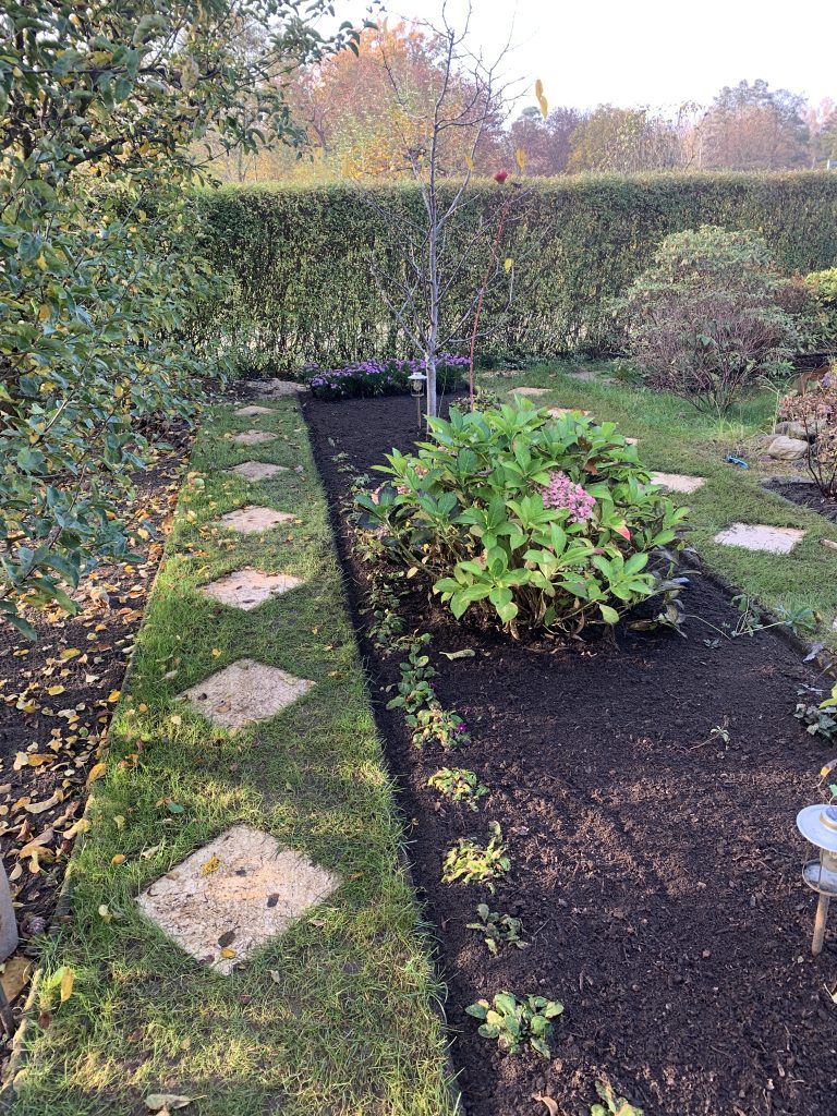 Anstelle der alten Rosen aus unserem Rosenbeet bilden nun Herbstastern den Abschluss des Frühblüherbereichs