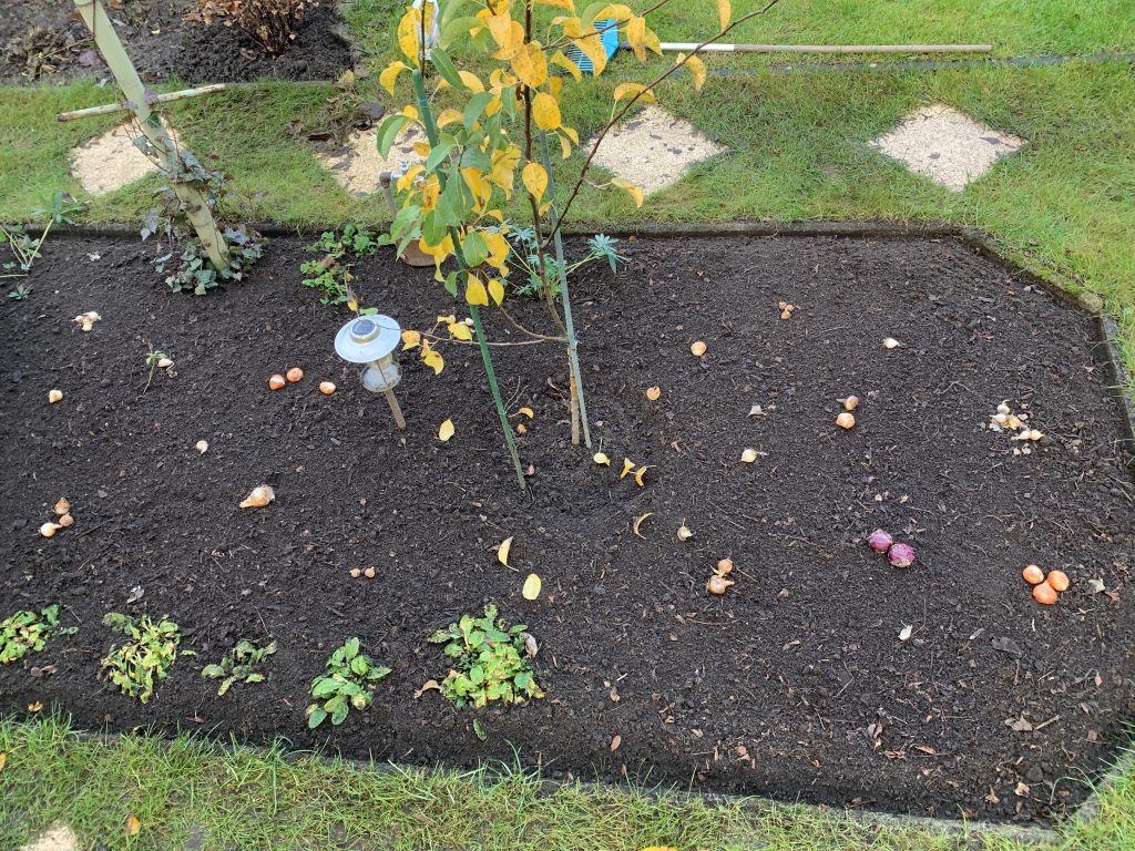 Probeliegen der Blumenzwiebeln im Frühblüherbeet