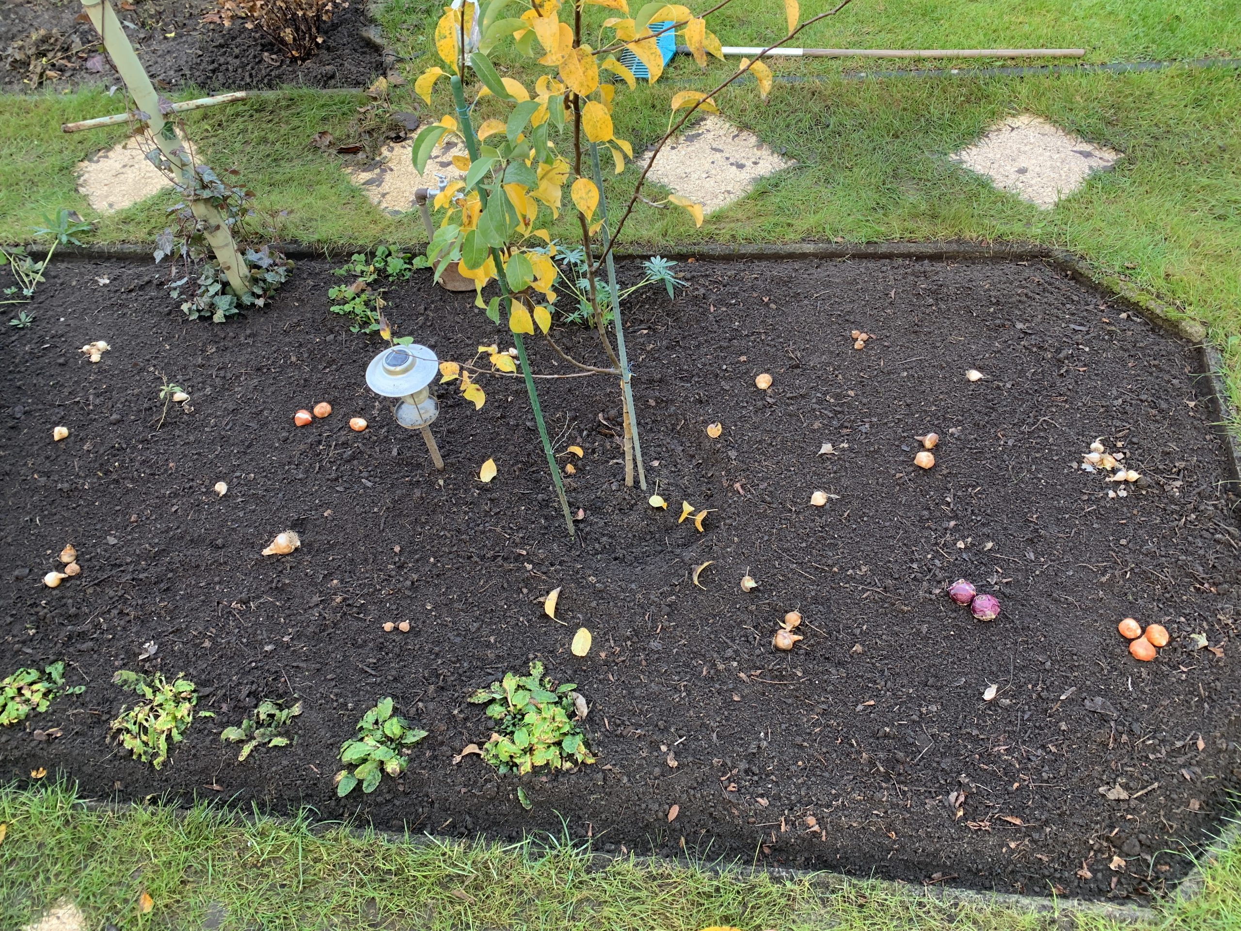 Breitwürfiges Setzen von Blumenzwiebeln