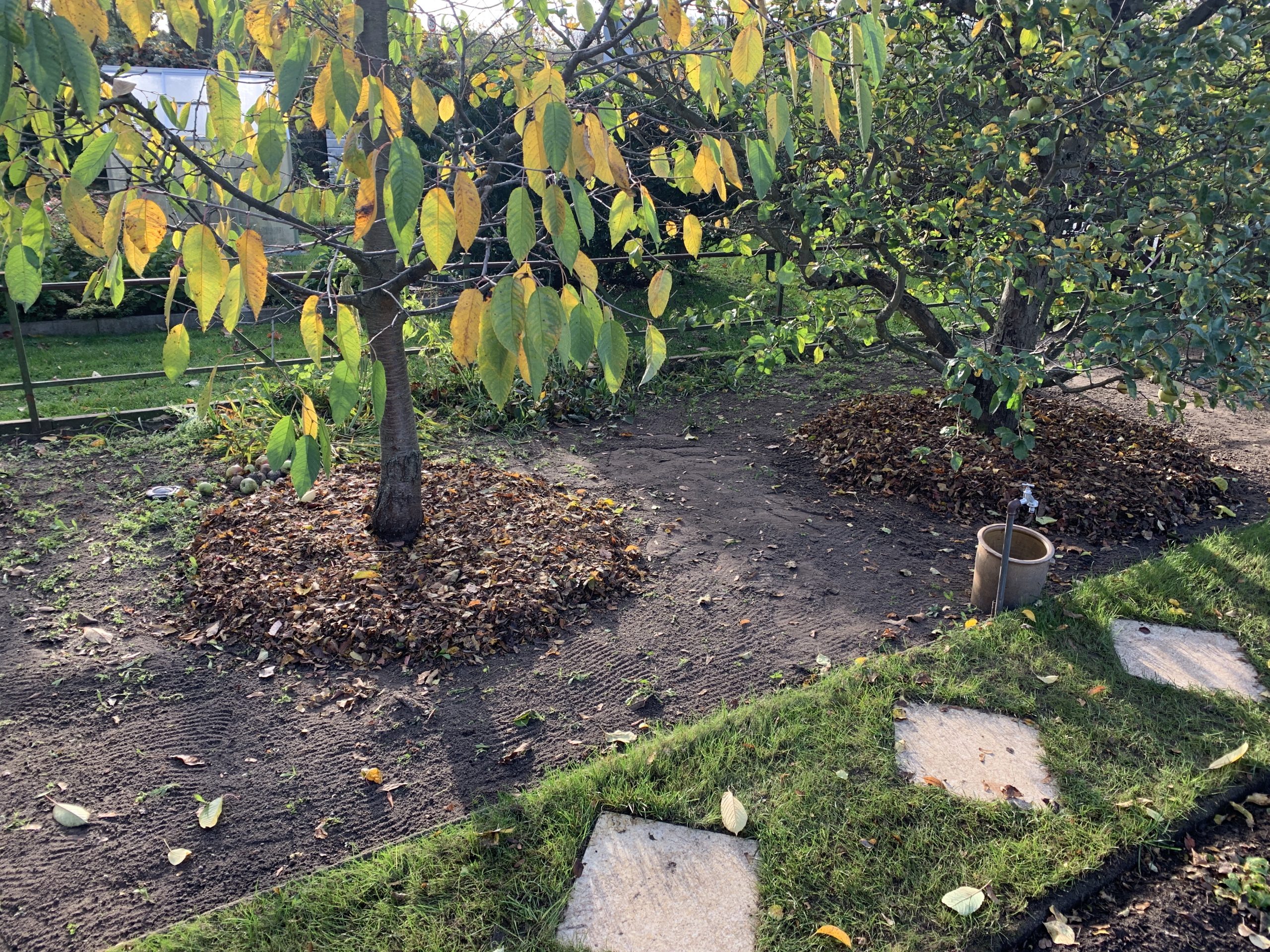 Baumscheiben aus Laub