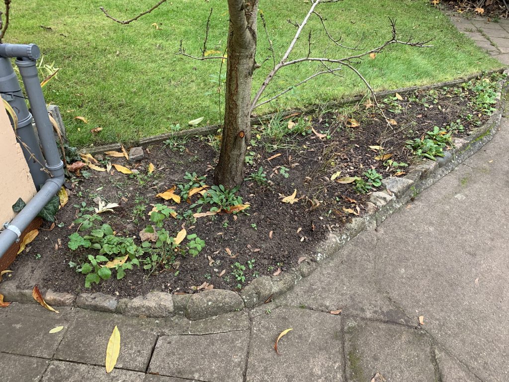 Rasenbüschel hier, Rotklee da...und zwischendrin noch die eine oder andere Pflanze mang dem Unkraut