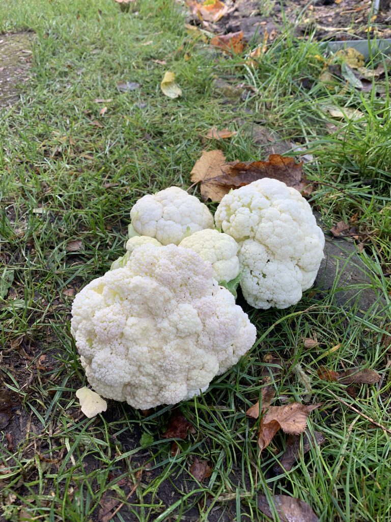 Klein, aber oho! Unsere ersten Blumenkohlröschen 