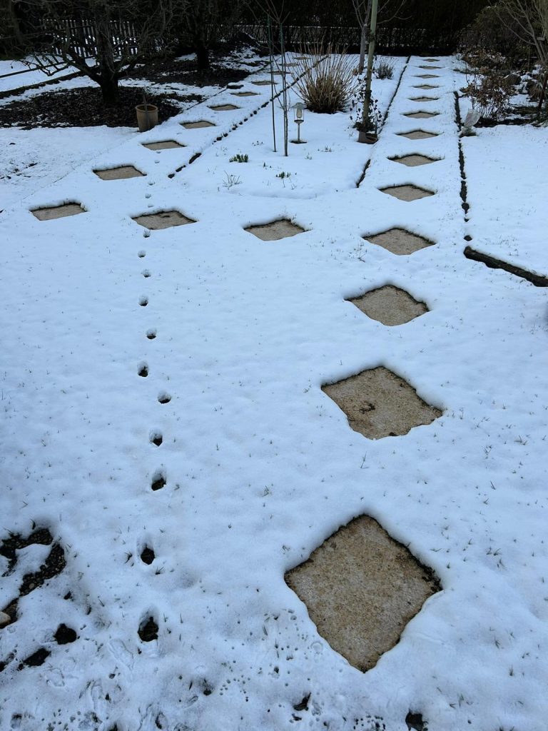 In Weiß gehüllter Garten mit Spuren von der bösen Miezekatze