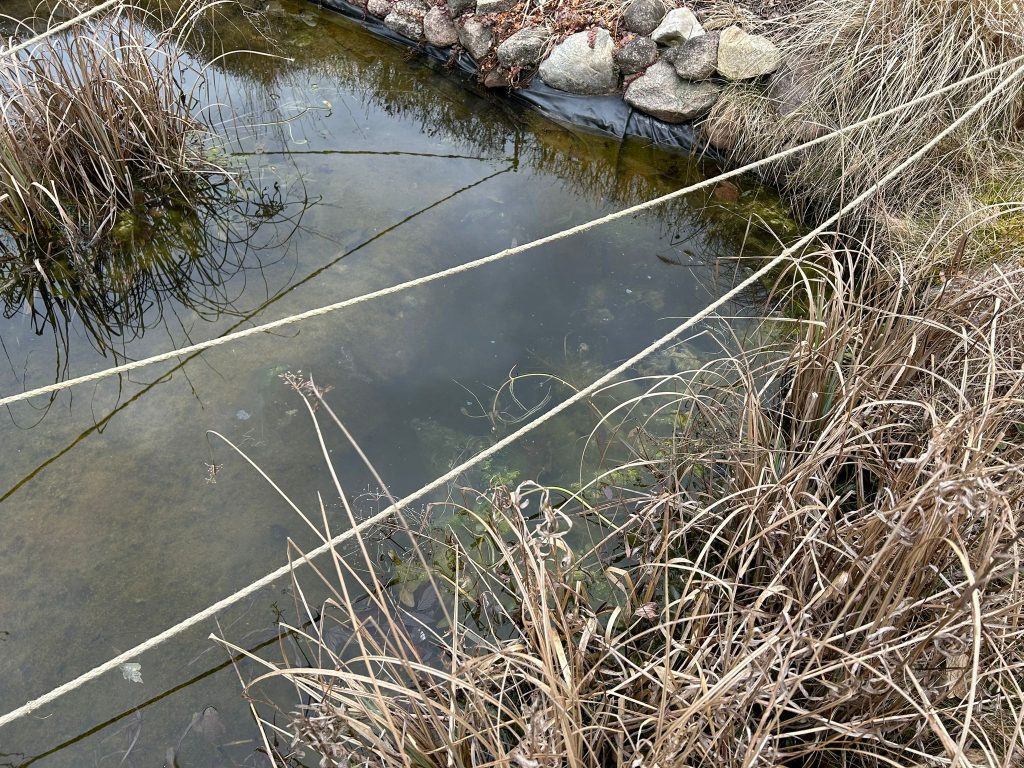 Starke Algenentwicklung über den Winter