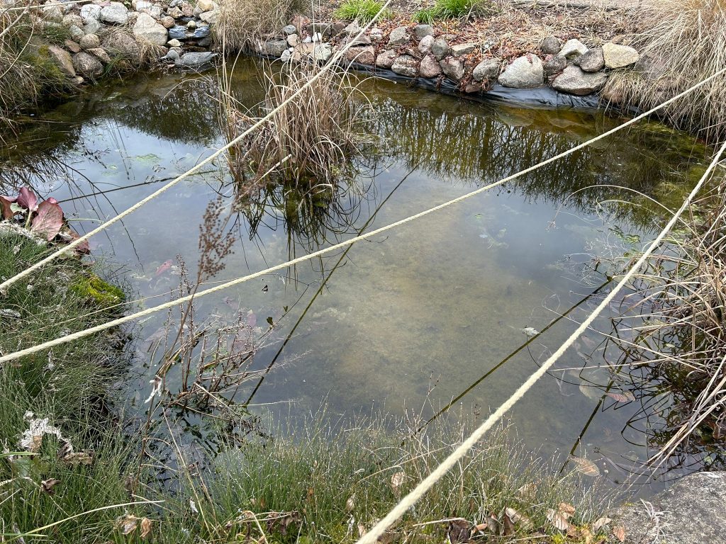 Weiterhin starke Algenbildung nach dem ersten Absammeln