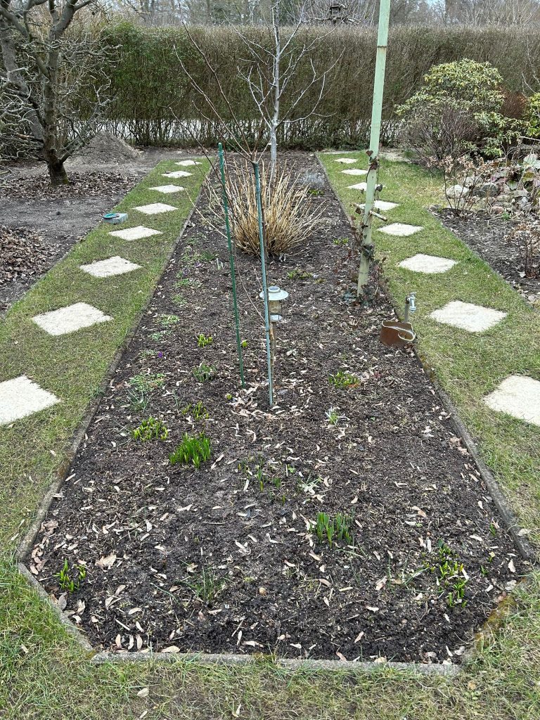 Schüchternes Grün zwischen den Ahorn-Nasen im Frühblüherbeet