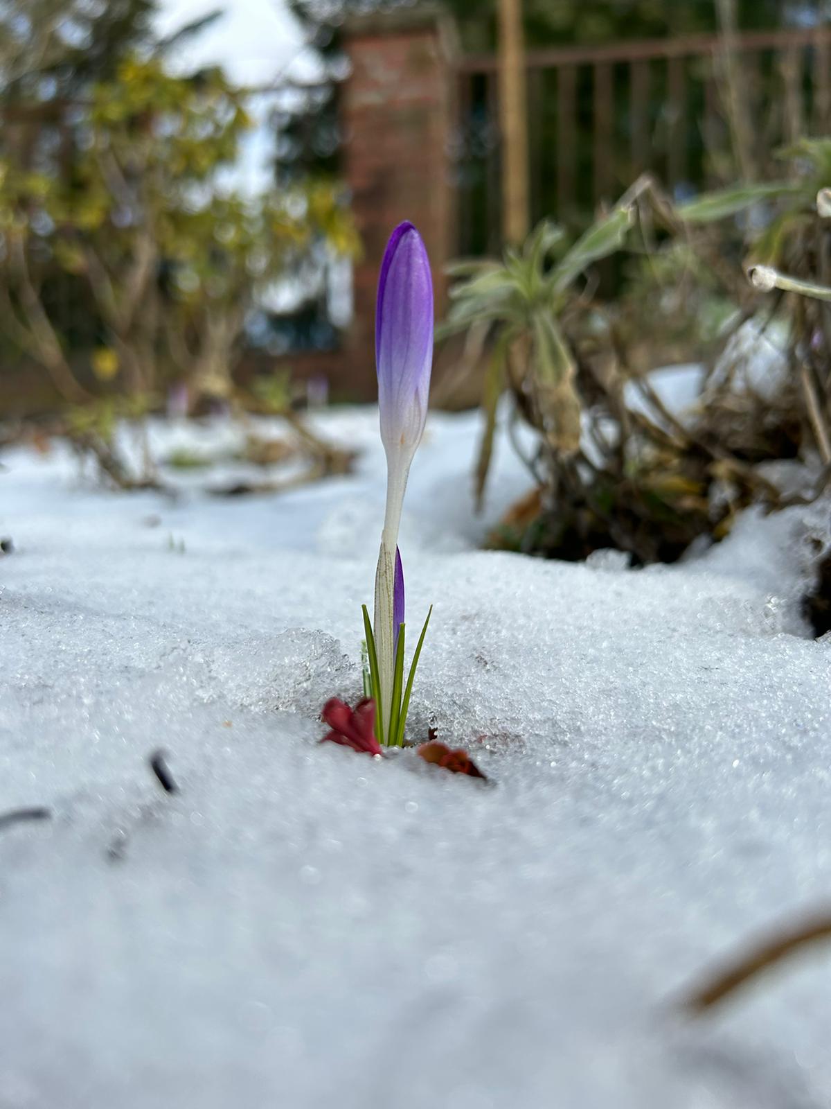 Krokus im friedhofseitig gelegenen Terrassenbeet