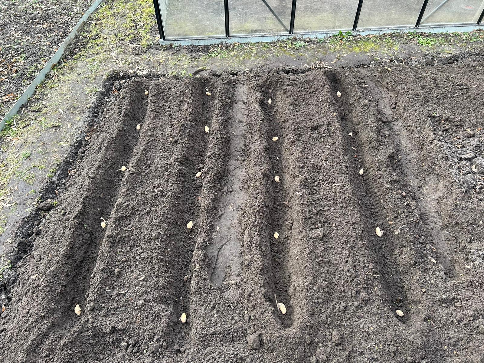 Aussaat der Kartoffelsorte "Annabelle"