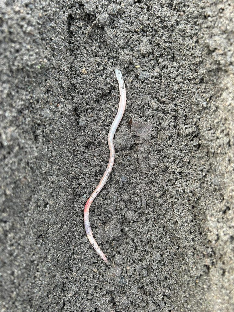 Dieser "kleine" Freund sorgt dafür, dass sich unsere Pflänzchen wohlfühlen