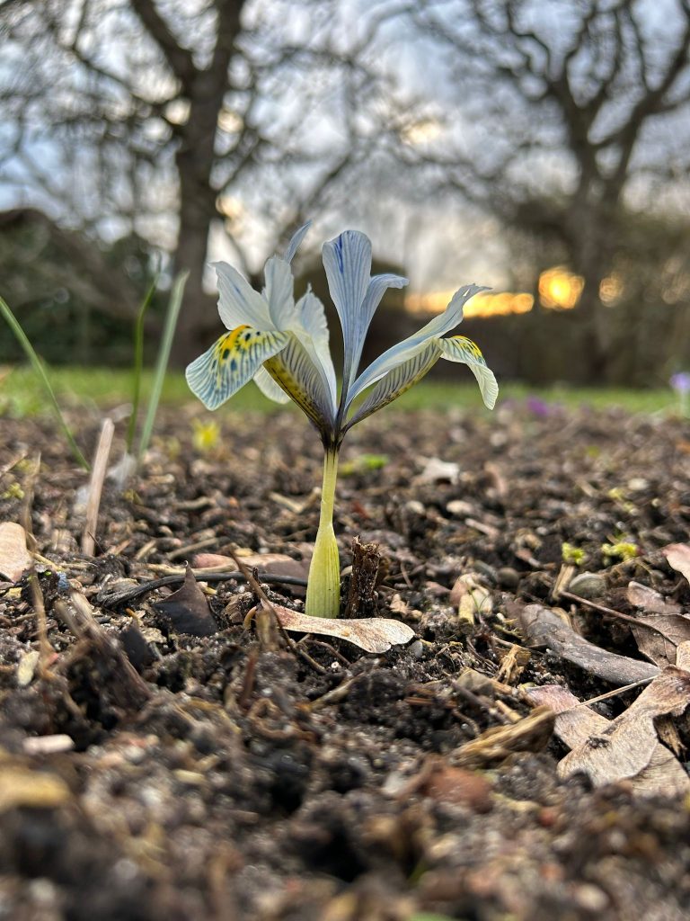 Aus dieser Perspektive sieht das Gewächs aus wie eine kleine Palme
