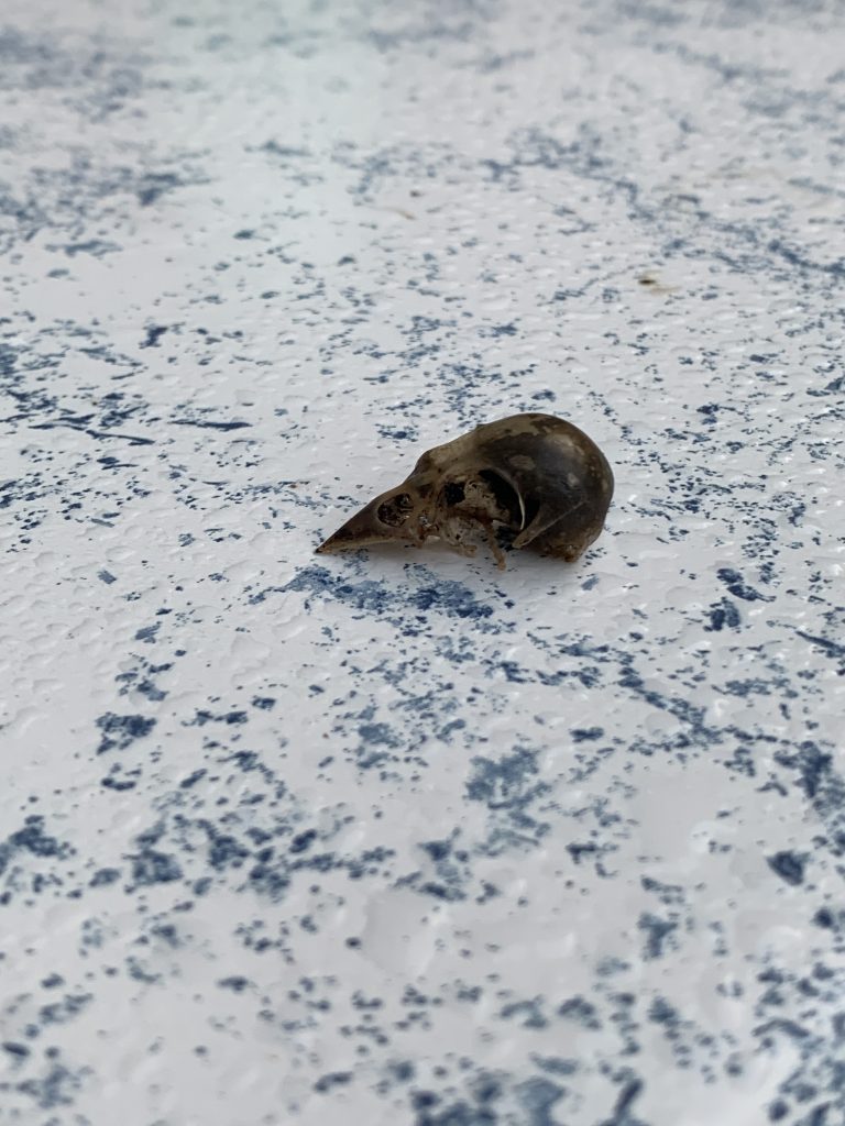 Schädelknochen eines Vogels