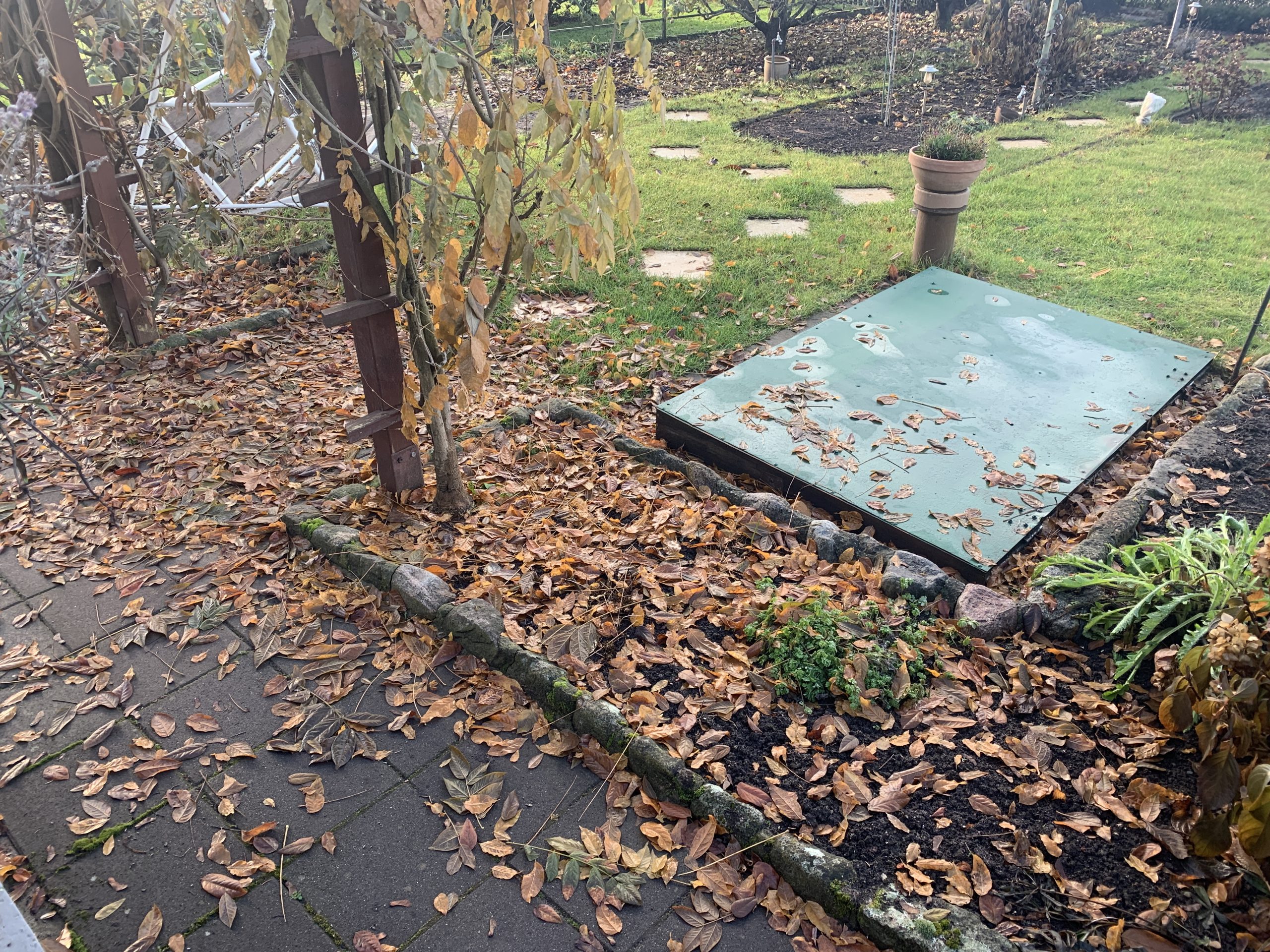 Jahreszeitlich bedingter Blattverlust im November