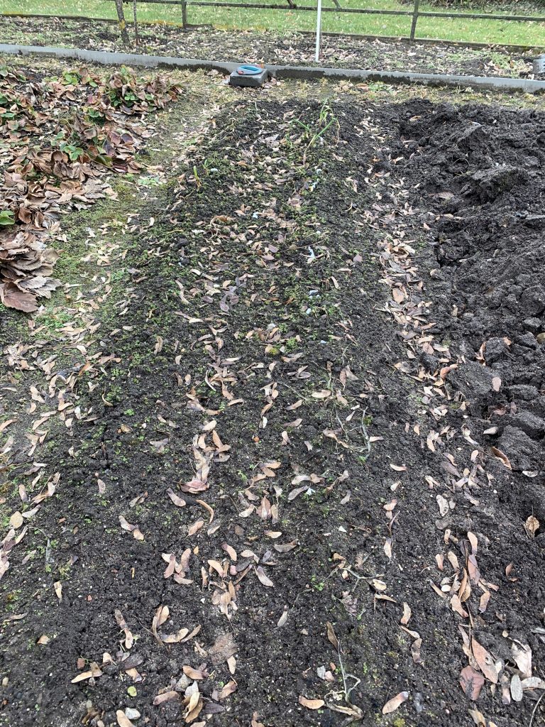 Ergebnis des Frühlingszwiebel-Experiments