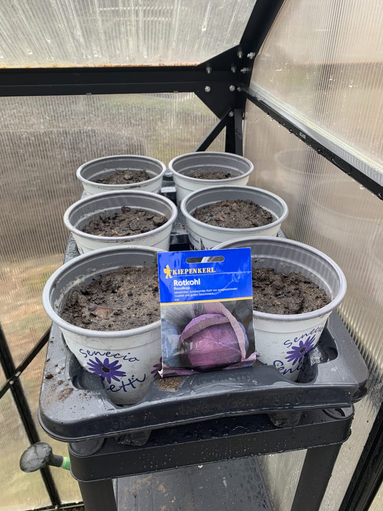 Rotkohl-Aussat in Töpfen im Gewächshaus am 8. März 2023
