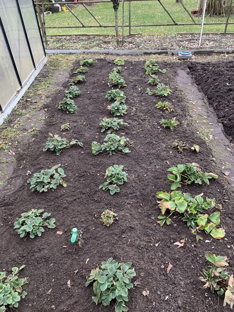 Gesäubertes Erdbeerbeet (Aufnahme vom 08.03.2023)
