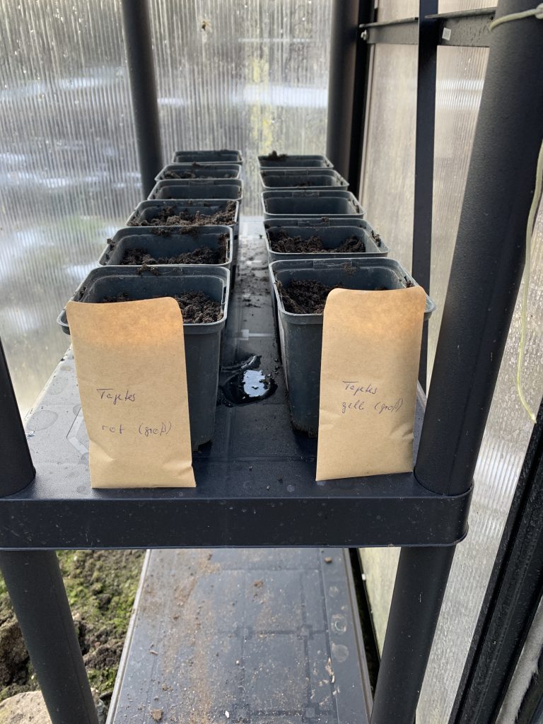 Großwüchsige rote Tagetes links, gelbe rechts