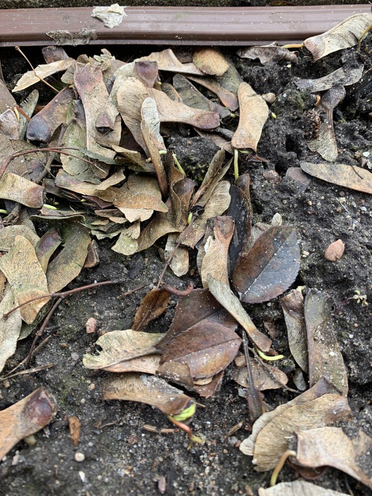 Sämlinge des Ahornbaumes