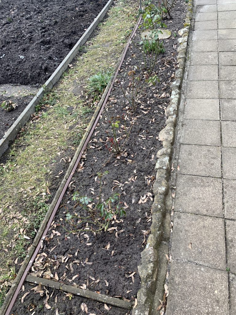 Durch die herumliegenden Ahorn-Samen wirken die Beete sehr ungepflegt