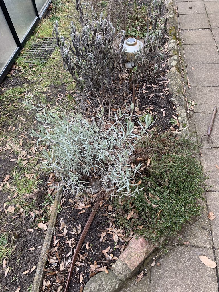 Kräuterbeet vor dem Frühjahrsputz