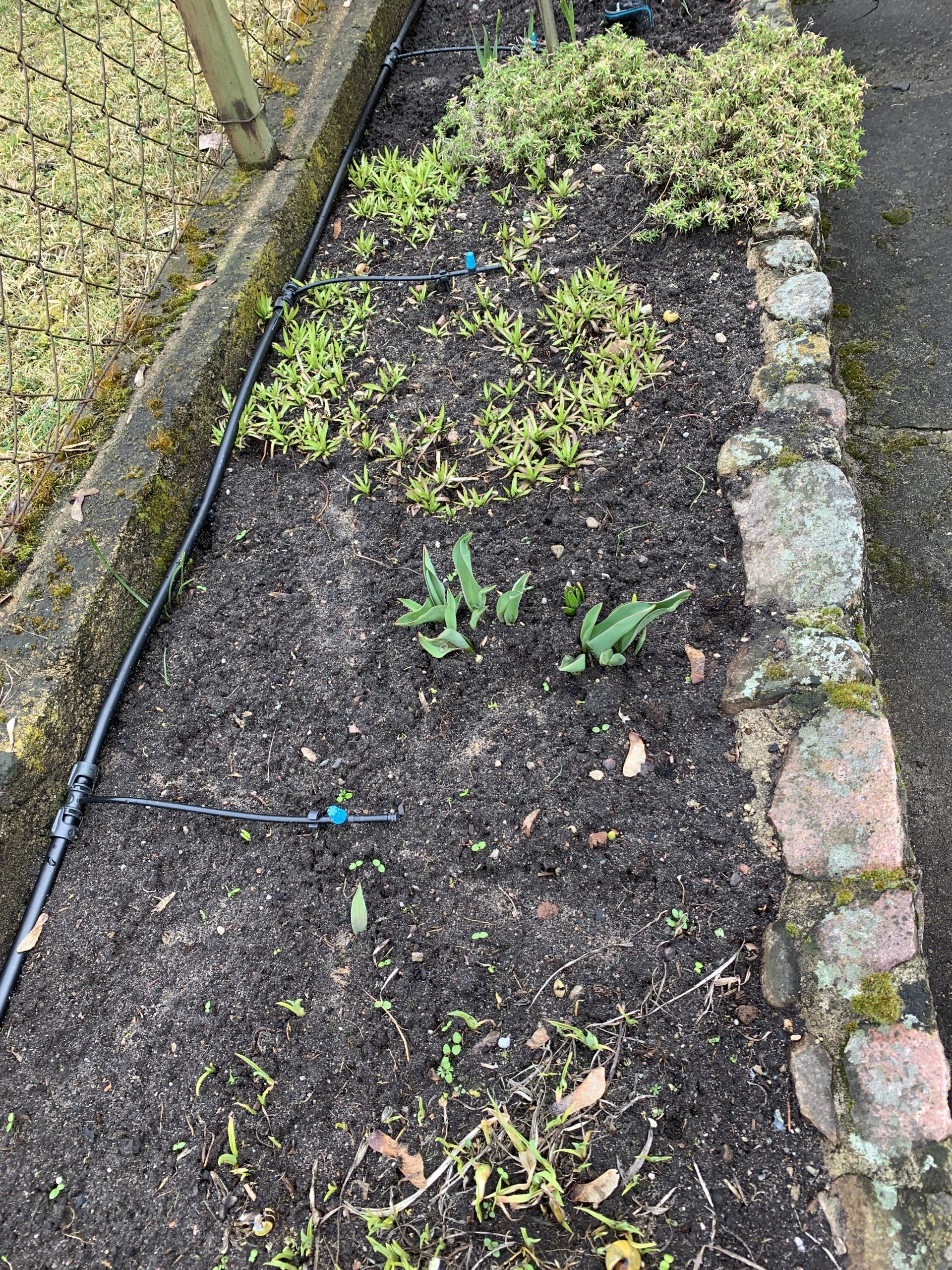 Umgebautes Bewässerungssystem am Beet an der Einfahrt