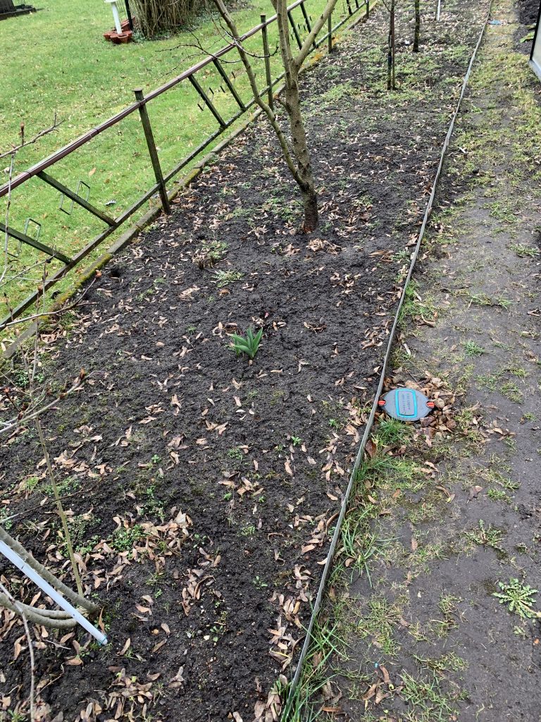 Wer suchet, der findet: Eine Tulpe umzingelt von Nasen und Unkraut