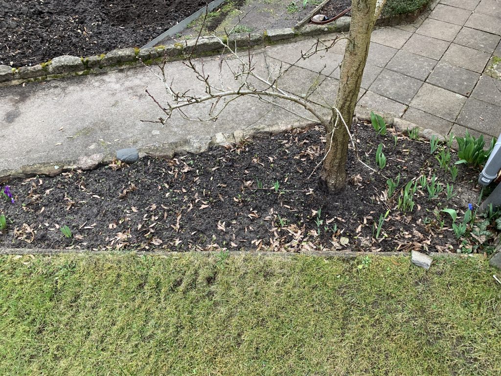 Pfirsichbeet vor der Reinigung