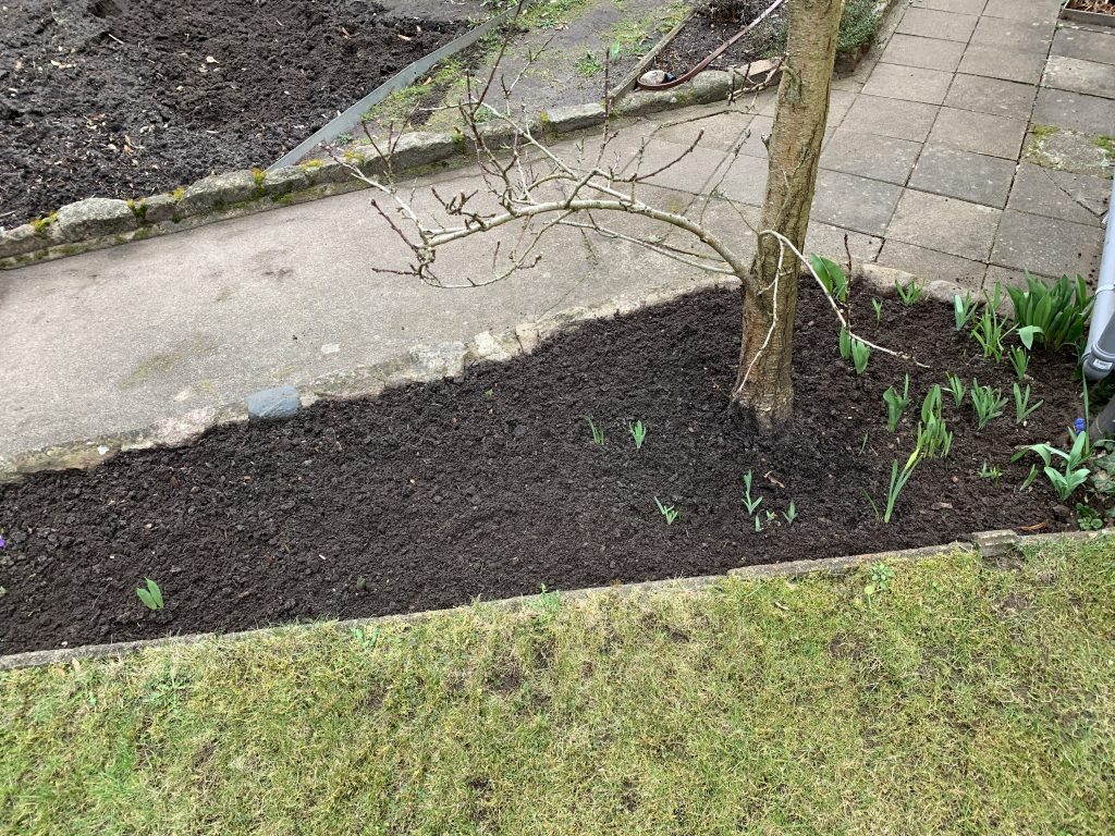 Pfirsichbeet nach der Reinigung