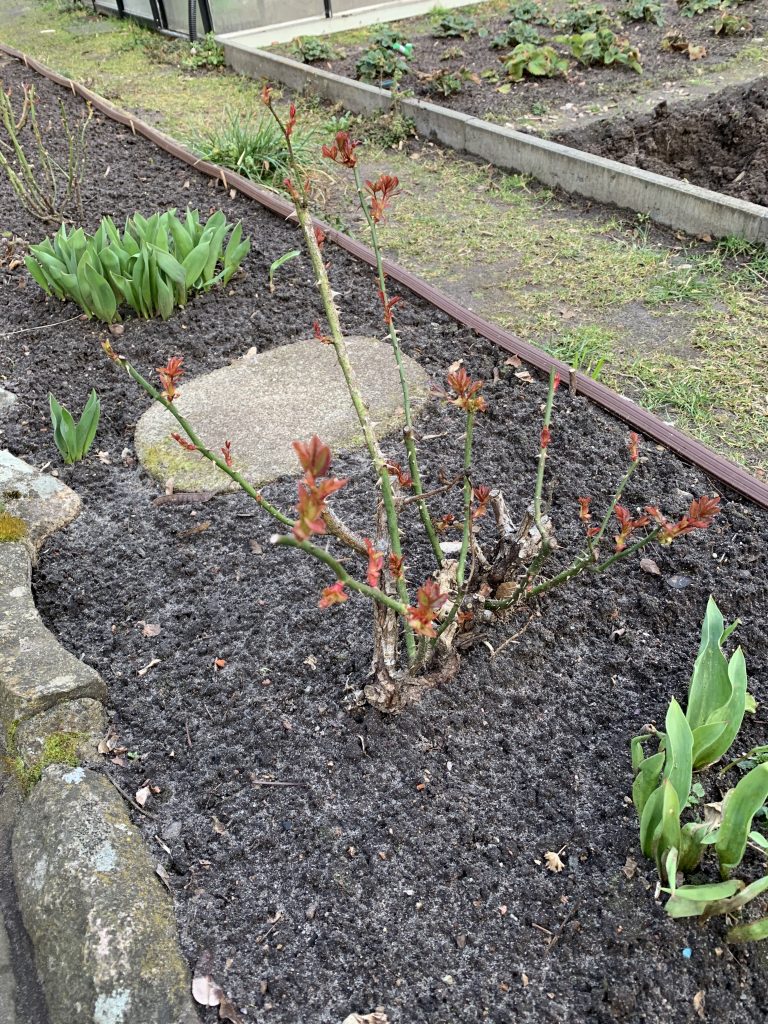 Etwas ältere Rose nach erfolgtem Schnitt