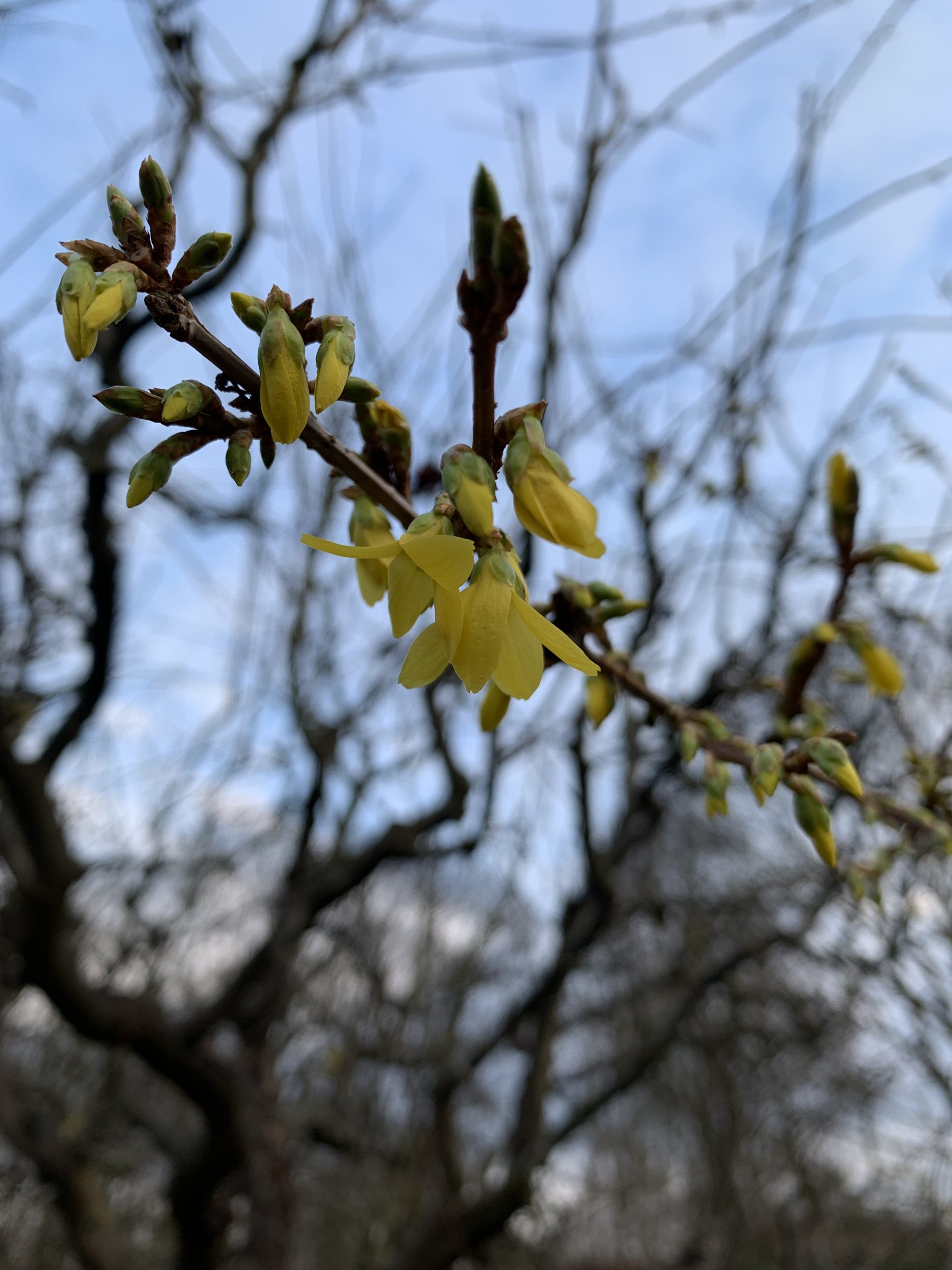 Beginn der Forsythienblüte