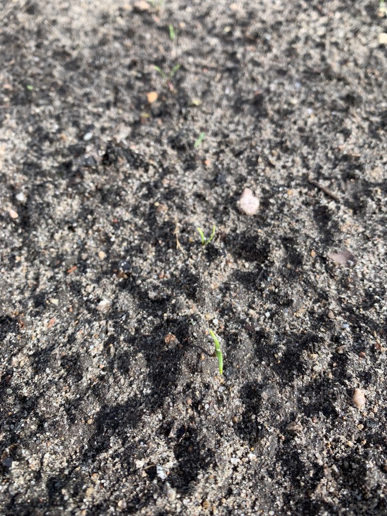 Man muss schon sehr genau hinsehen, um die Spinatsprösslinge zu erkennen