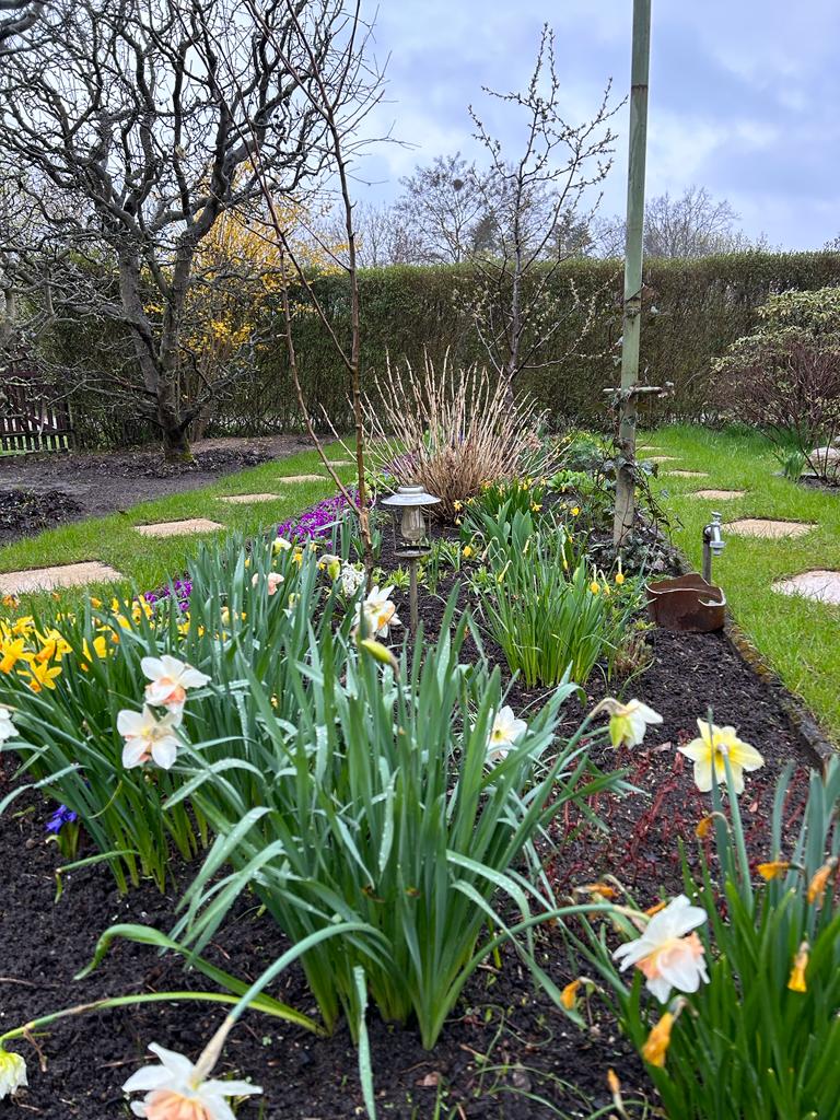 Farbenpracht im Frühblüherbeet