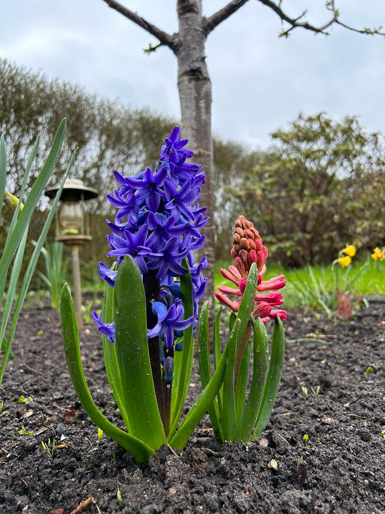 Farbgegensätze unterm kleinen Kirschbaum - Hyazinthen