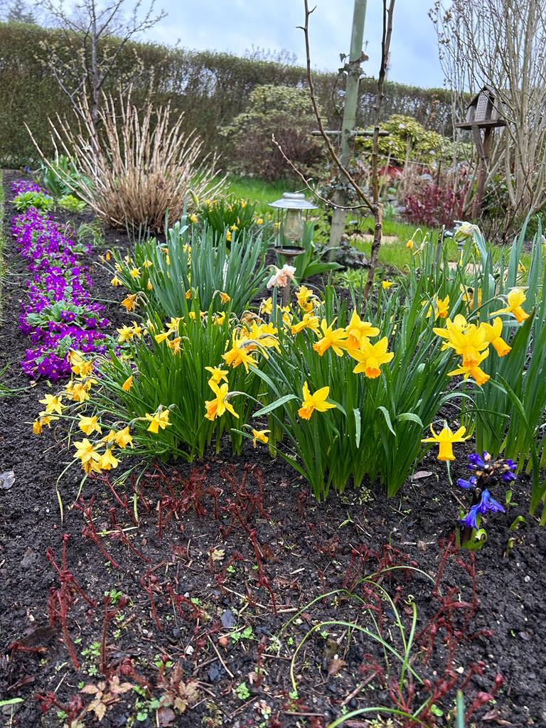 Lilafarbene Primeln und gelbe Narzissen geben den Ton in unserem Frühblüherbeet an