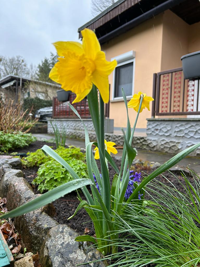 Narzisse im Beet vor der Terrasse