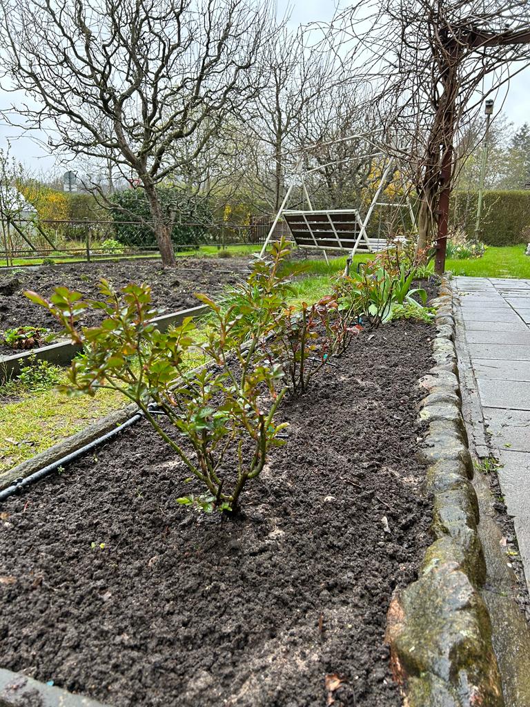 Kräftige Triebe an nahezu allen Rosen lässt die Vorfreude auf ein blütenreiches Jahr wachsen