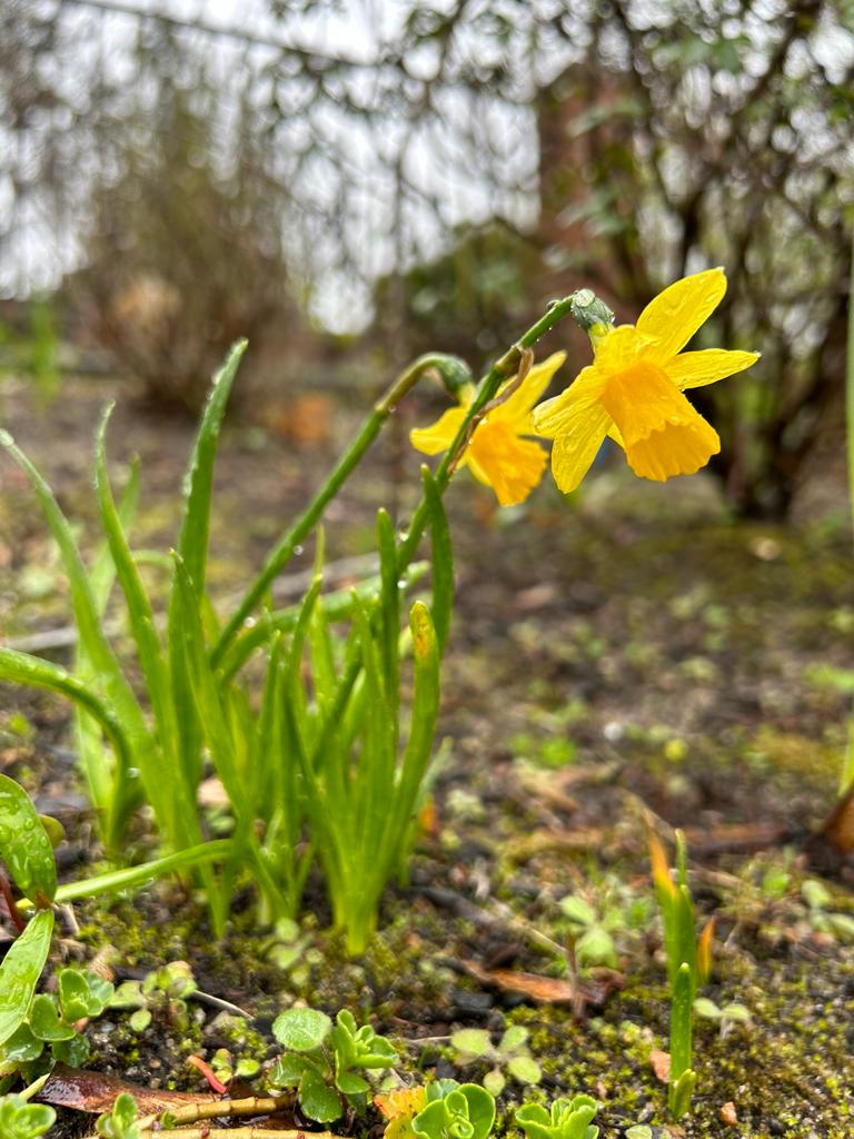 Narzissen sind in unserem Garten allgegenwärtig: Hier im Beet zur Friedhofsseite
