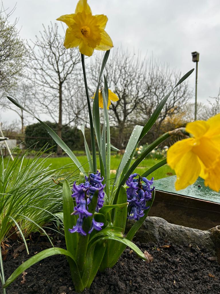Gleiches Beet wie oben - nur aus einer anderen Perspektive. Dieses Mal steht die Hyazinthe im Vordergrund