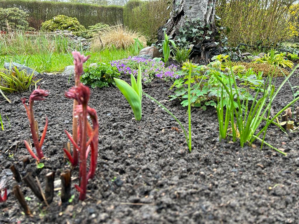 Für dezente Farben im Staudenbeet sorgt derzeit das Blaukissen, welches sich hinter der Tulpe versteckt. Vorne im Bild: Die ersten Triebe der Pfingstrose